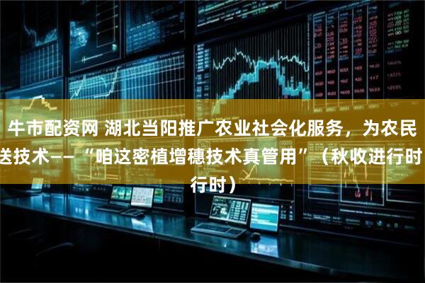 牛市配资网 湖北当阳推广农业社会化服务，为农民送技术—— “咱这密植增穗技术真管用”（秋收进行时）